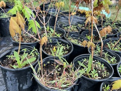 Sugar maple trees in 1 gal pots
