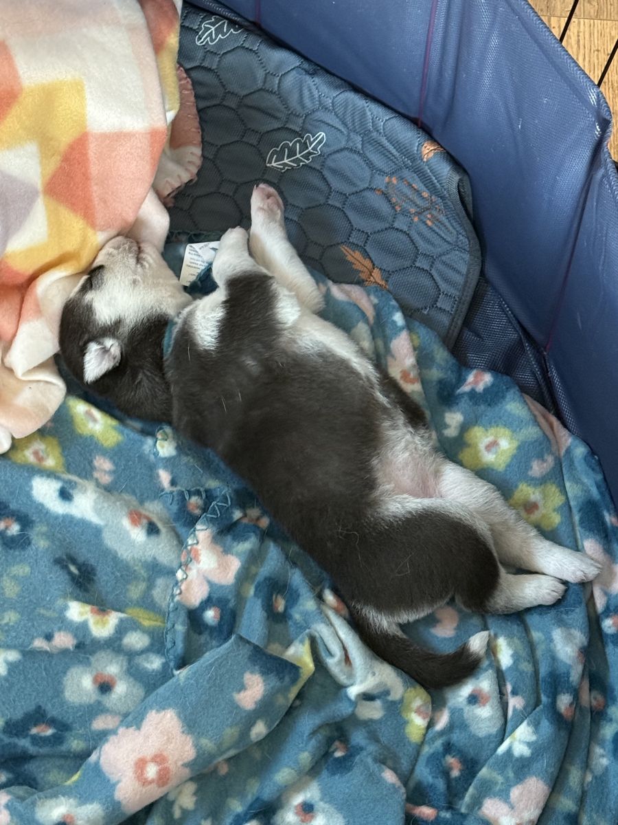 AKC Siberian Huskies