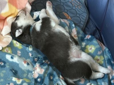 AKC Siberian Huskies