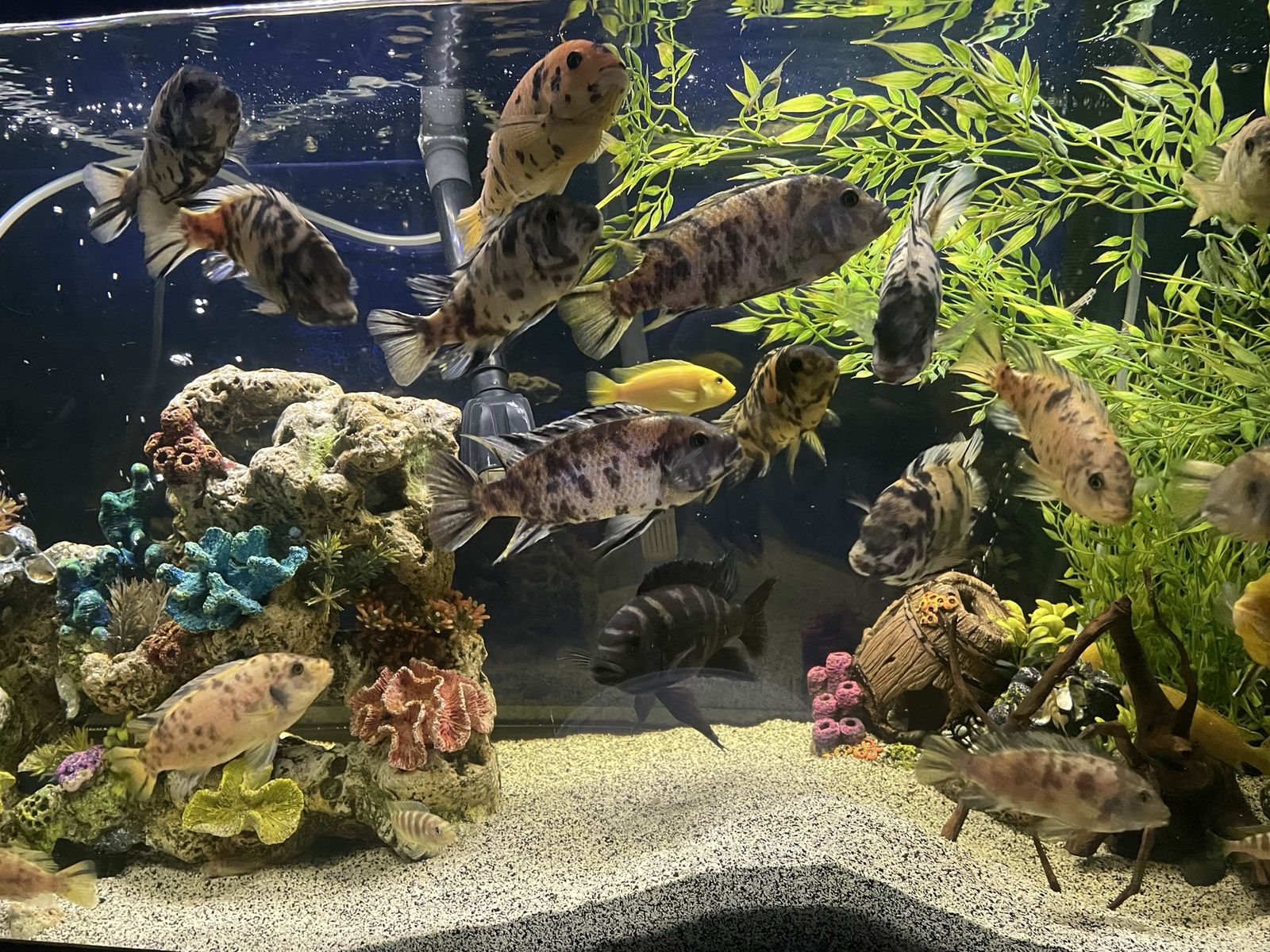 75g Aquarium, 3 canister filters, lights, African Cichlids, clown loaches and Plecos