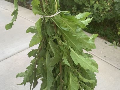 Epazote