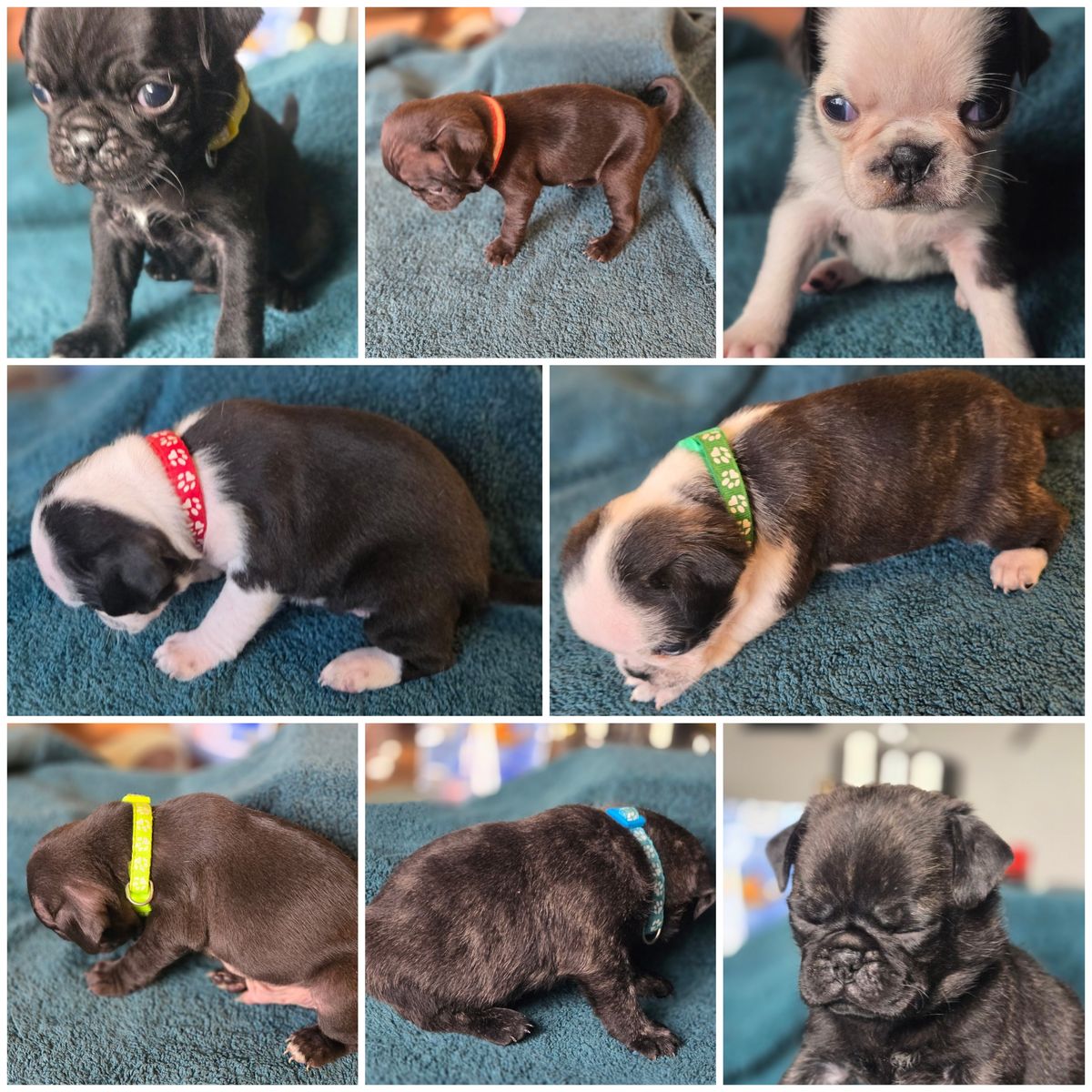 Super Rare Pug Puppies