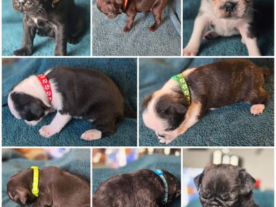 Super Rare Pug Puppies
