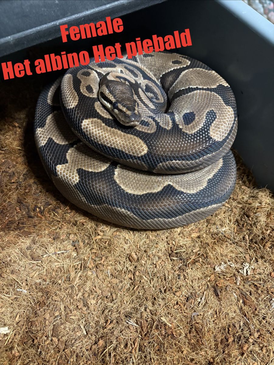 Ball python