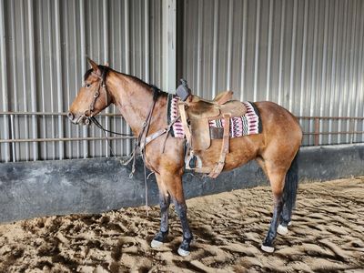 Gentle 8 year old mare