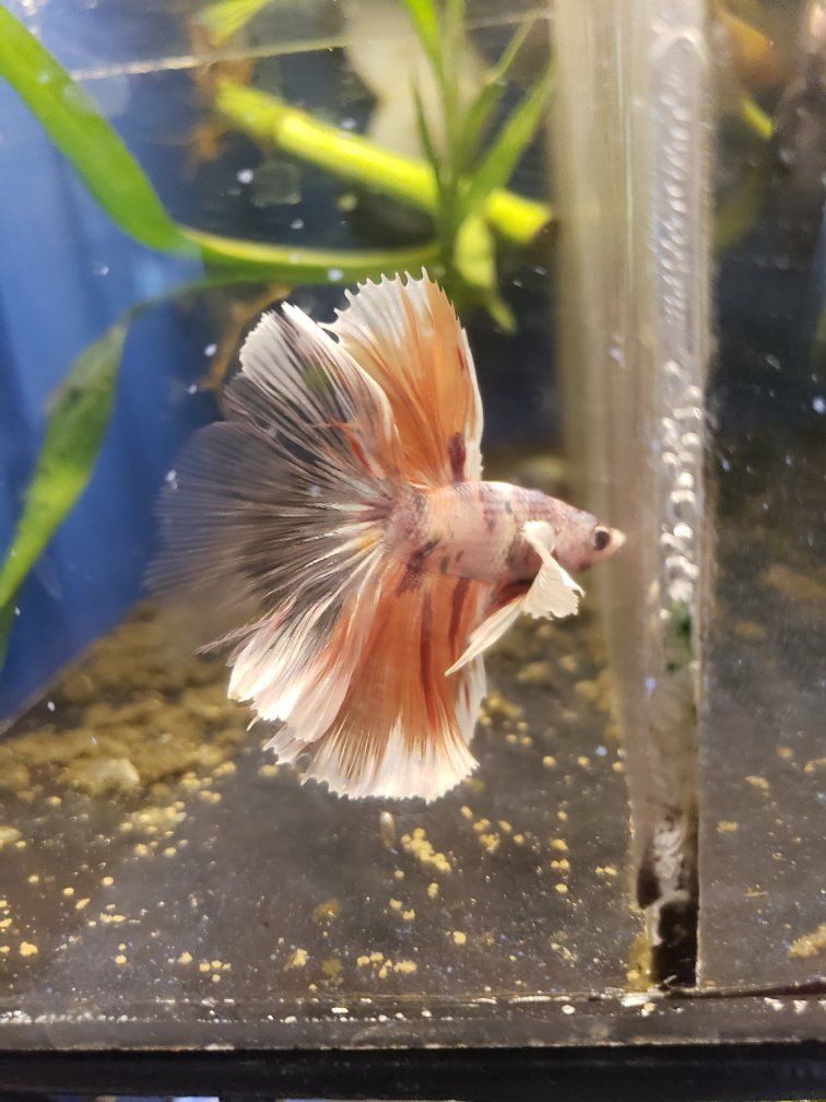 import halfmoon elephant ears Betta