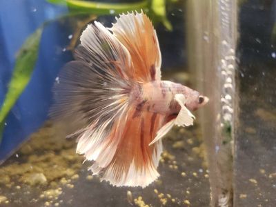 import halfmoon elephant ears Betta