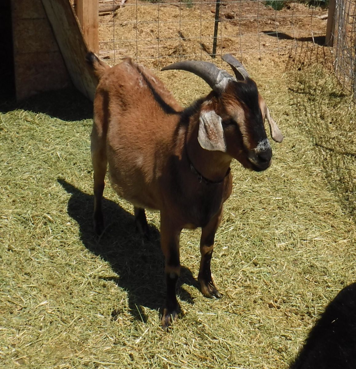 Alpine / Nubian mix buckling goat 10 months old $225 OBO