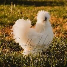 wanted a white rooster silkie