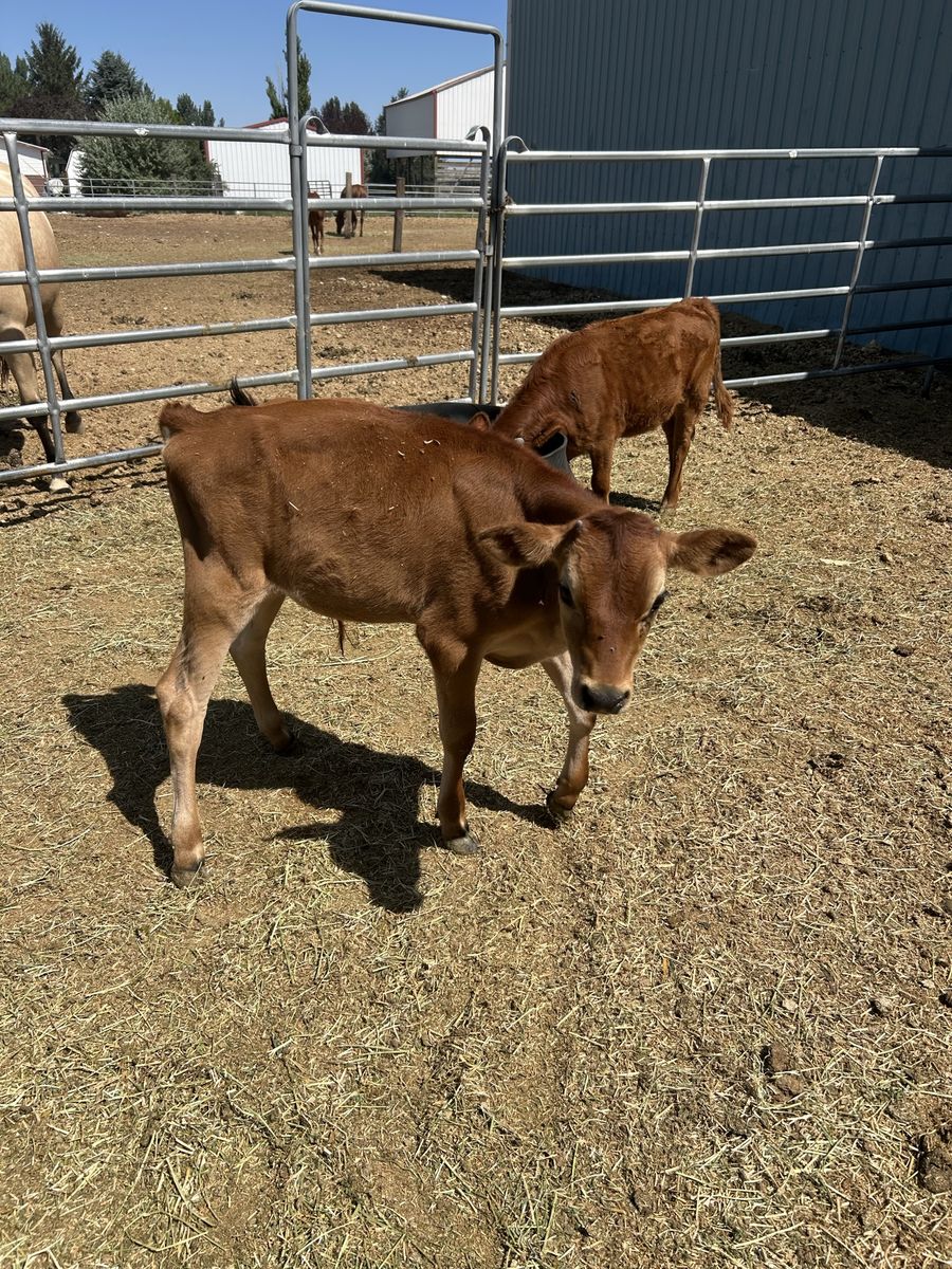 jersey steer calf