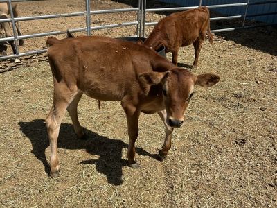 jersey steer calf