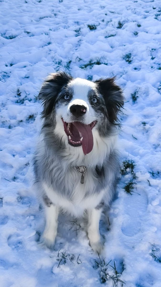 Australian Shepherd - Intelligent, Playful, and Ready for a Forever Home!