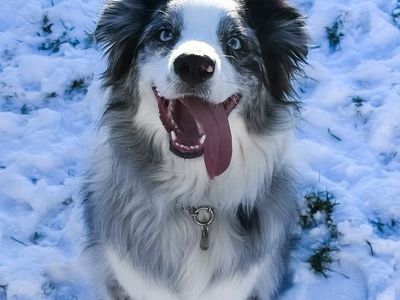 Australian Shepherd - Intelligent, Playful, and Ready for a Forever Home!