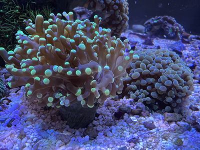 Frog Spawn And Hammer Coral