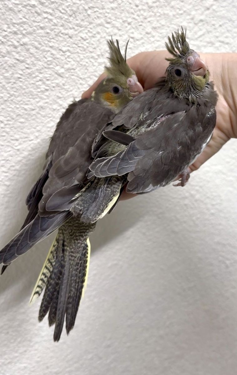 Handfeeding cockatiel babies
