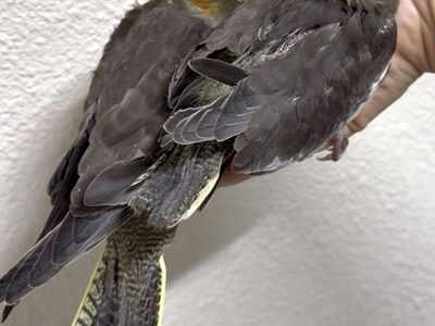 Handfeeding cockatiel babies