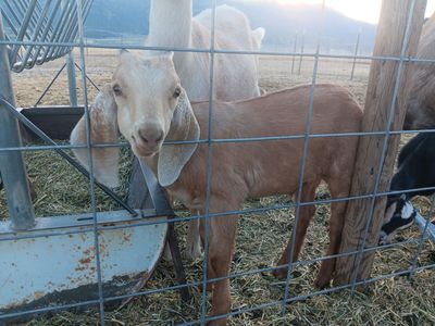 8 Week Old Nubian Buckling