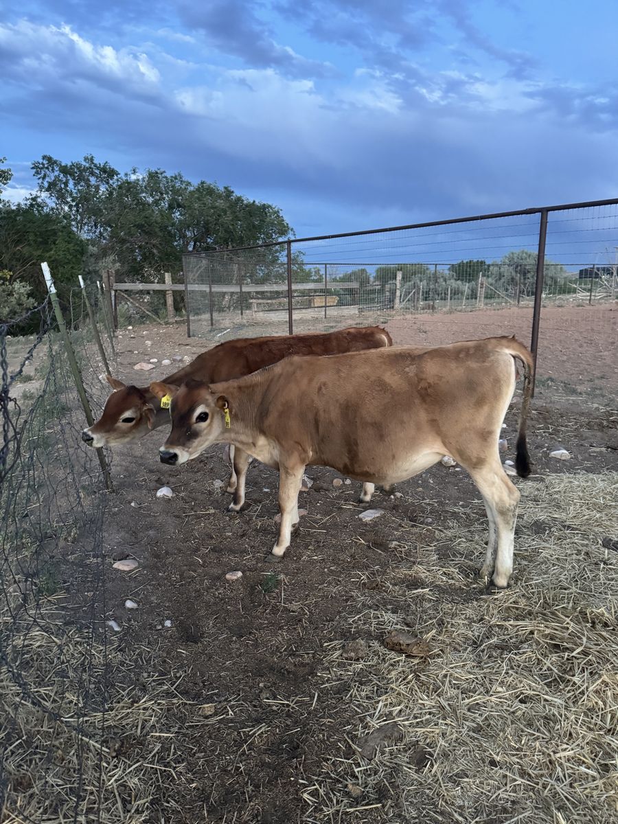 2 Jersey Heifers - 8 months old