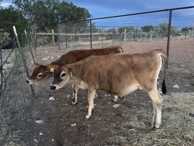 2 Jersey Heifers - 8 months old