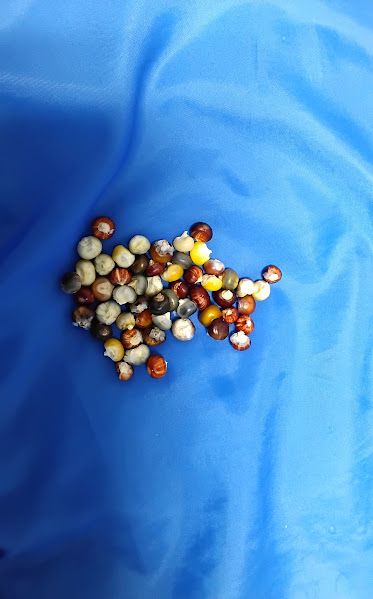 Hand-Picked 2025 Ornamental Corn Seed - Idaho Grown 25 seeds