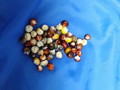 Hand-Picked 2025 Ornamental Corn Seed - Idaho Grown 25 seeds