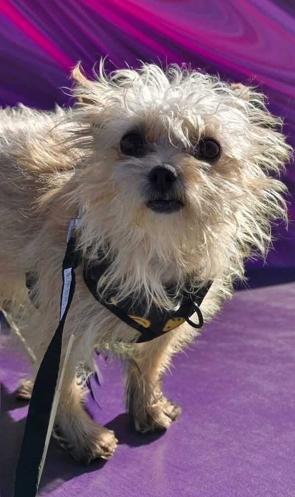 Meet Monroe- Half of the Wanda and Monroe Show