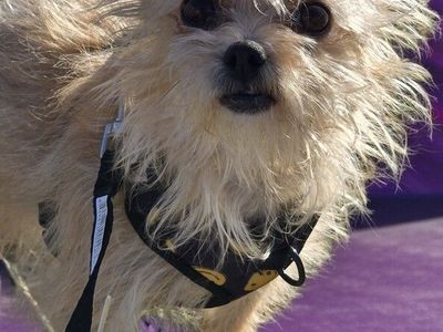 Meet Monroe- Half of the Wanda and Monroe Show