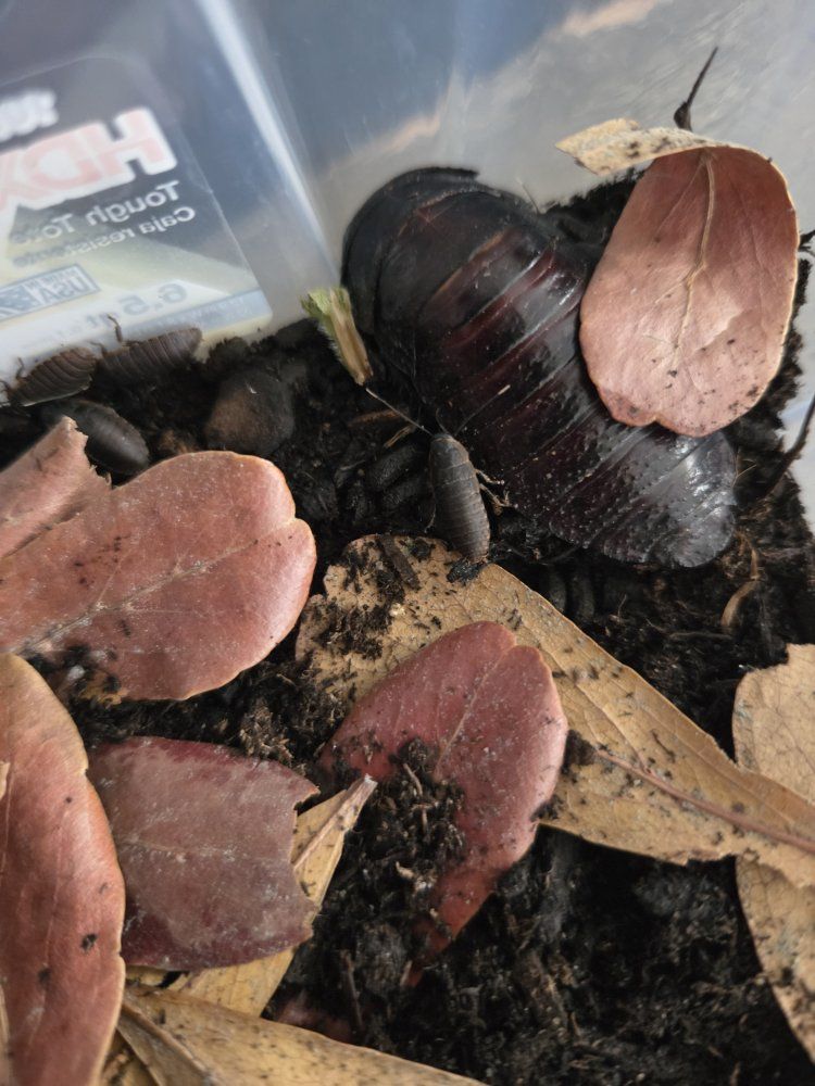 Madagascar hissing  roaches