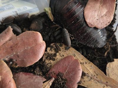 Madagascar hissing roaches