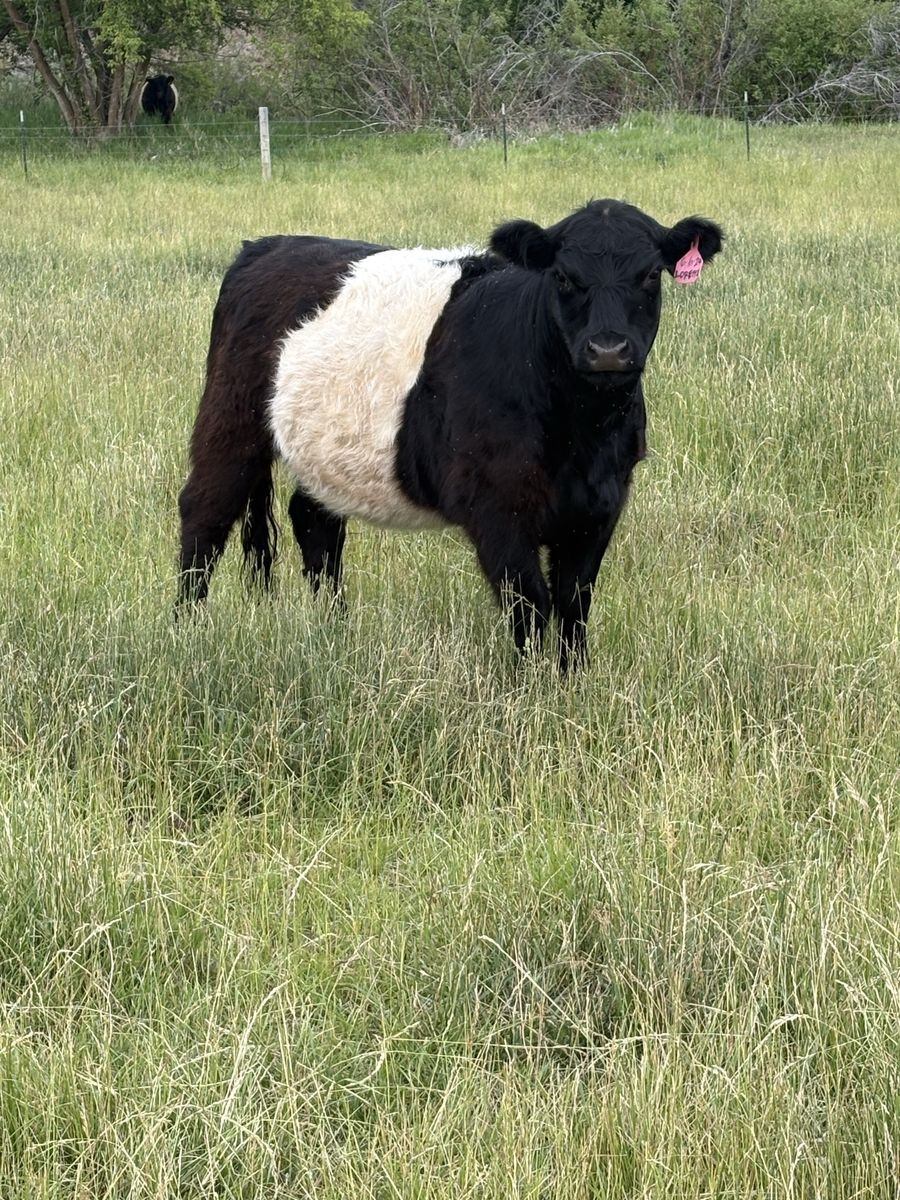 Belted Galloway Heifers For Sale