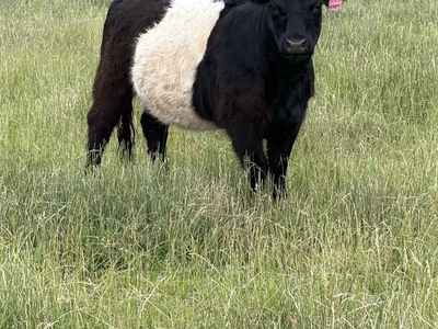 Belted Galloway Heifers For Sale