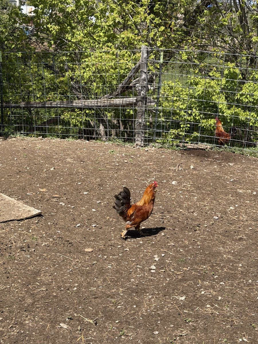 Roosters