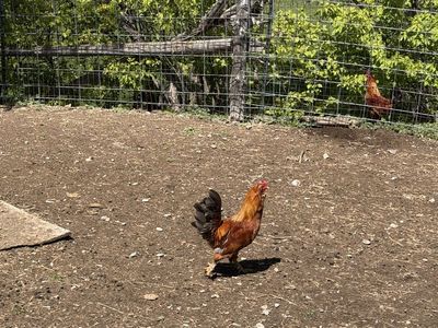 Roosters