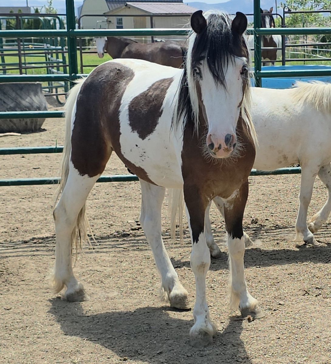 Registered Gypsy x gelding 2yr