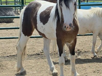 Registered Gypsy x gelding 2yr