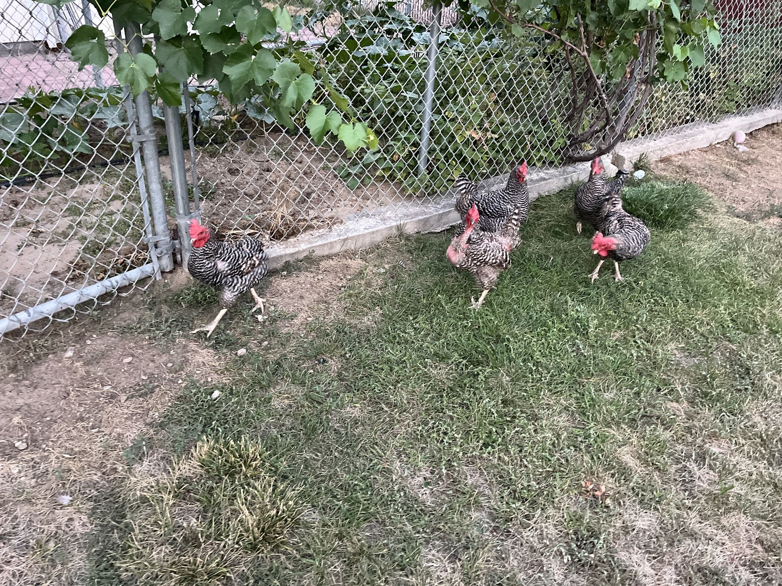 Five Barred Rock Layer Chickens Hens