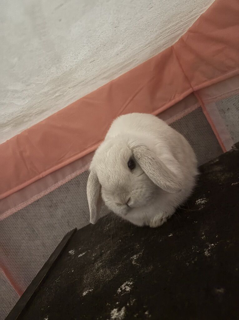 Pedigreed Holland Lop Bunnies