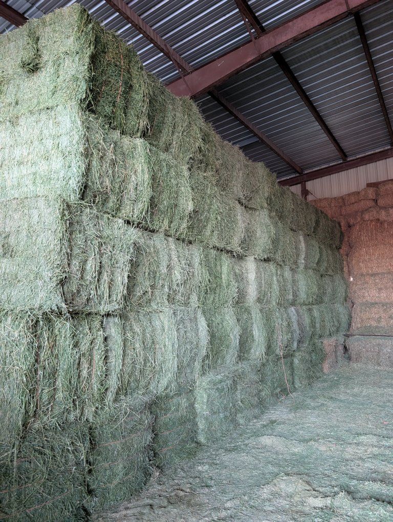 Premium Alfalfa Hay Bales - Large Quantity Available for Livestock Feed
