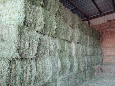 Premium Alfalfa Hay Bales - Large Quantity Available for Livestock Feed