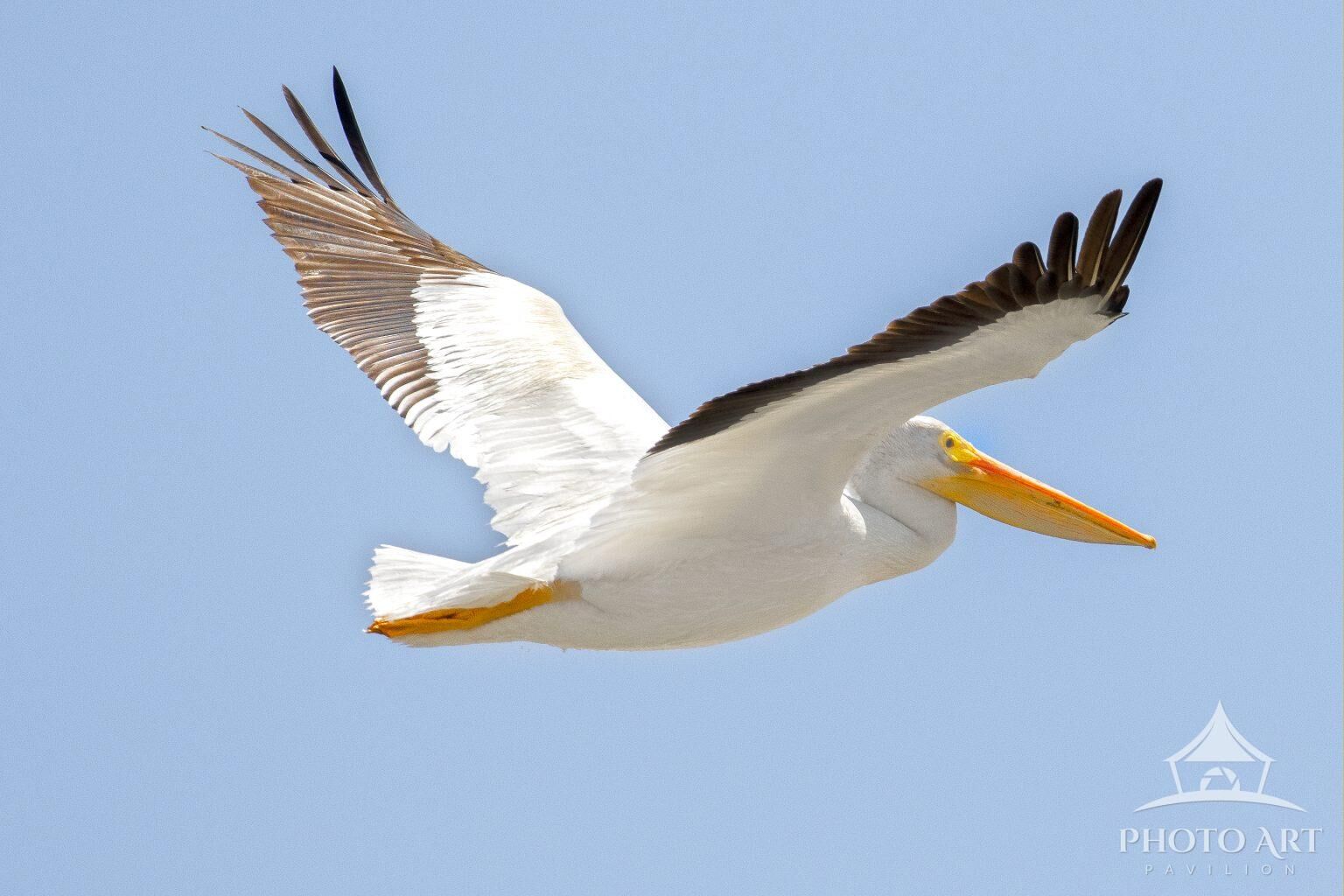PELICAN IN FLIGHT PHOTO ART PRINT