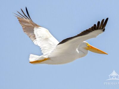 PELICAN IN FLIGHT PHOTO ART PRINT