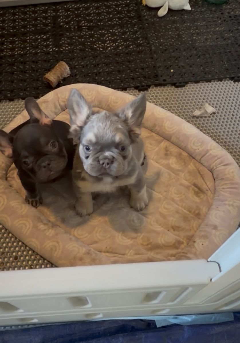 Last fluffy French Bulldog HEALTH&ROJO!
