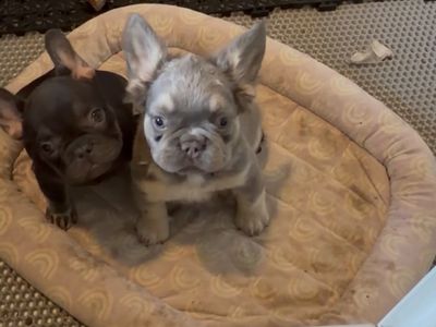 Last fluffy French Bulldog HEALTH&ROJO!