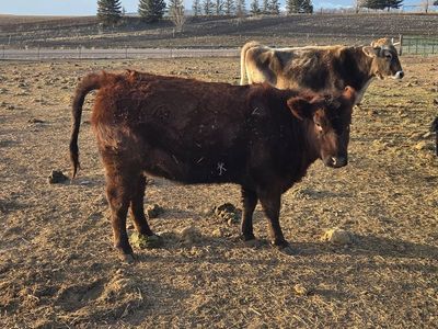 Red Angus Heifer