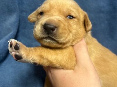 Yellow & Black pointing Labs