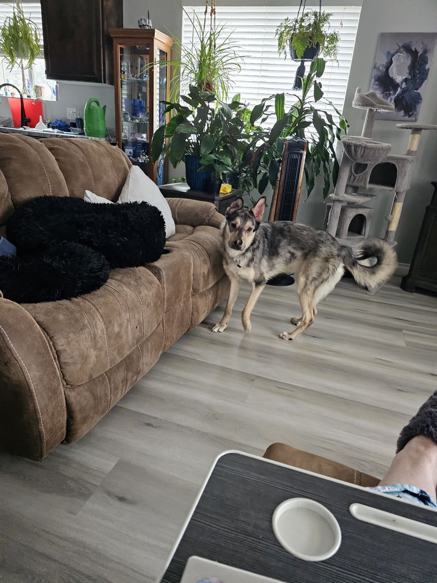 Homeless pup looking for forever home