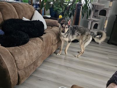 Homeless pup looking for forever home