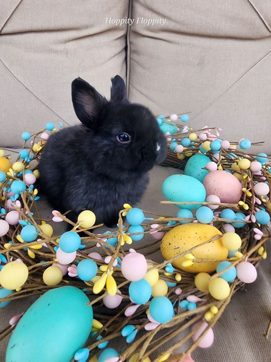 Black VM Netherland Dwarf Buck.
