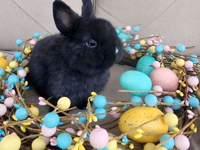 Black VM Netherland Dwarf Buck.