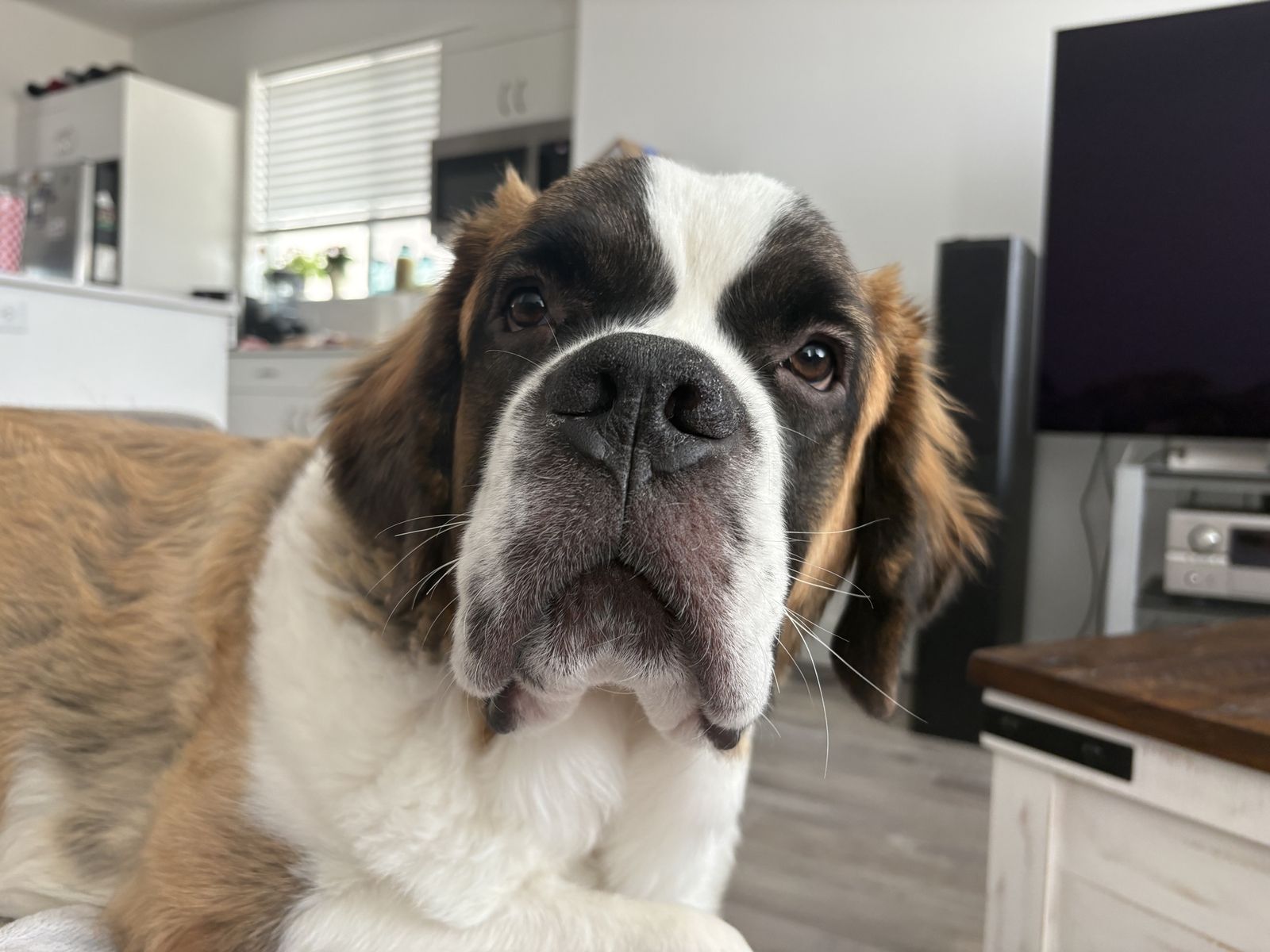 St Bernard female 
